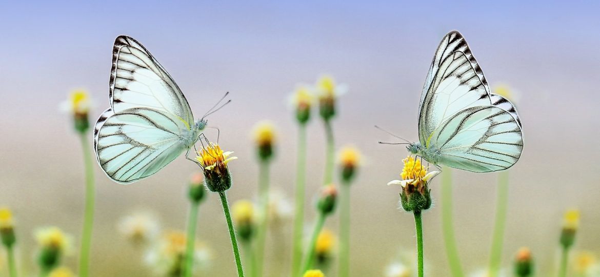butterfly-1127666_1920